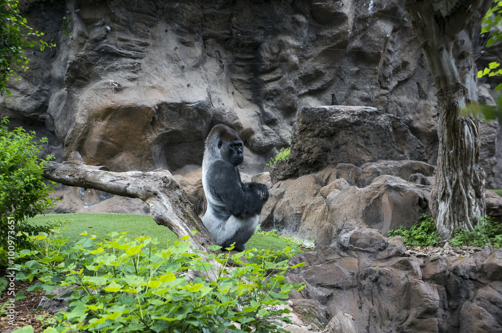 Fototapeta premium A female gorilla at the zoo Tenerife