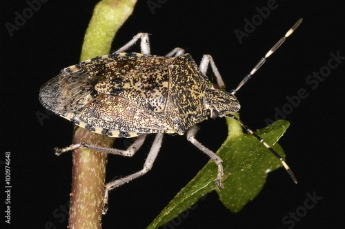 Rhaphigaster nebulosa, a European stink bug in the family Pentatomidae. photo