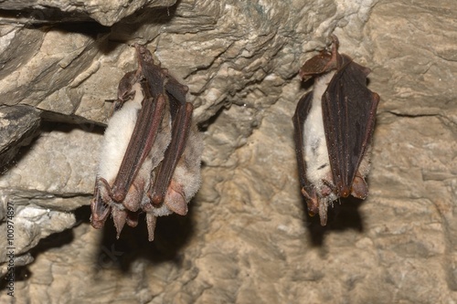 Greater mouse-eared bat ( Myotis myotis)