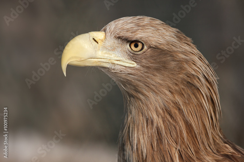 Golden eagle portrait. 