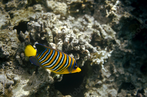 Angelfish in red sea