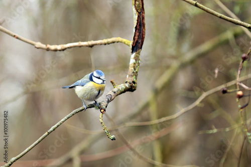 mésange bleue près de la mangeoire