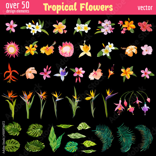Tropical Flowers Deышgn Elements Set - Vintage Colorful Style