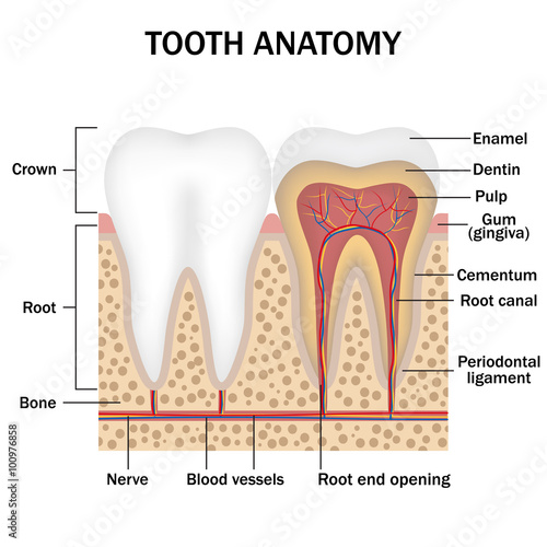 Anatomy of teeth