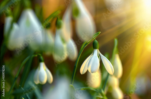 snowdrop photo