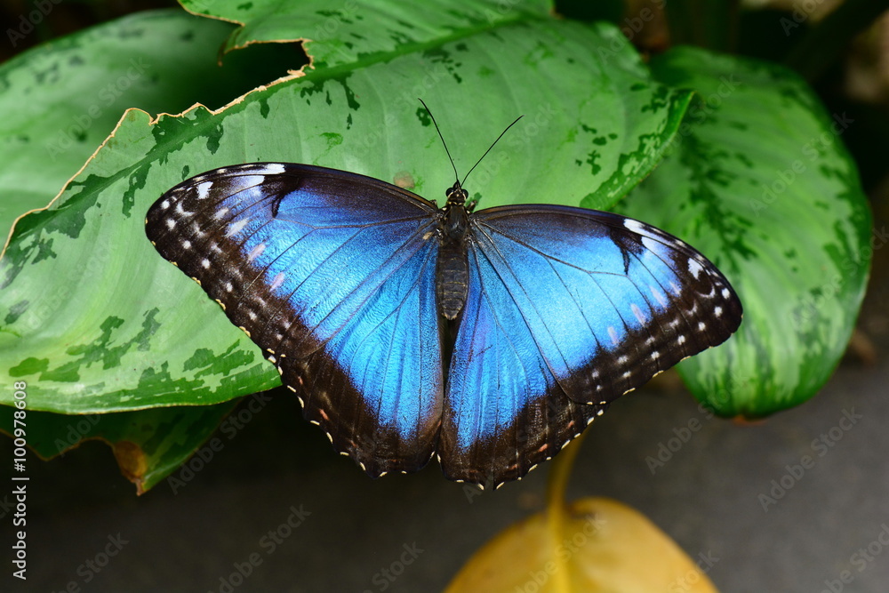 Fototapeta premium Blue Morpho butterfly lands in the butterfly gardens.