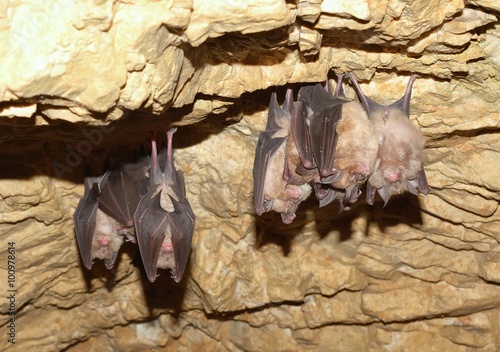 Lesser Horseshoe Bat (Rhinolophus hipposideros)