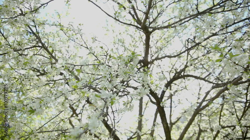 Wallpaper Mural White cherry branches with flowers waves at sunlight. Natural spring background.  Torontodigital.ca