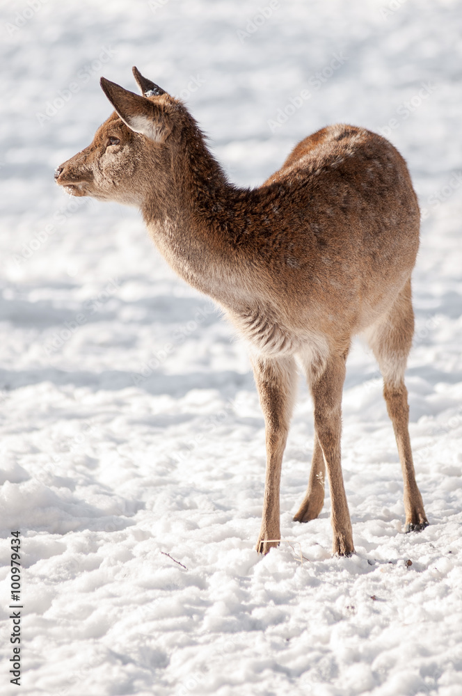 Young deer standing in the snow in winter forest Young deer standing in the snow in winter forest