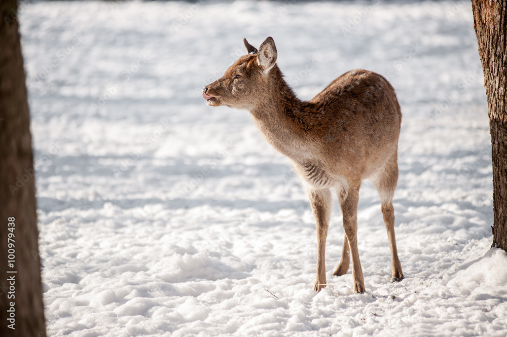 Deer licking its nose