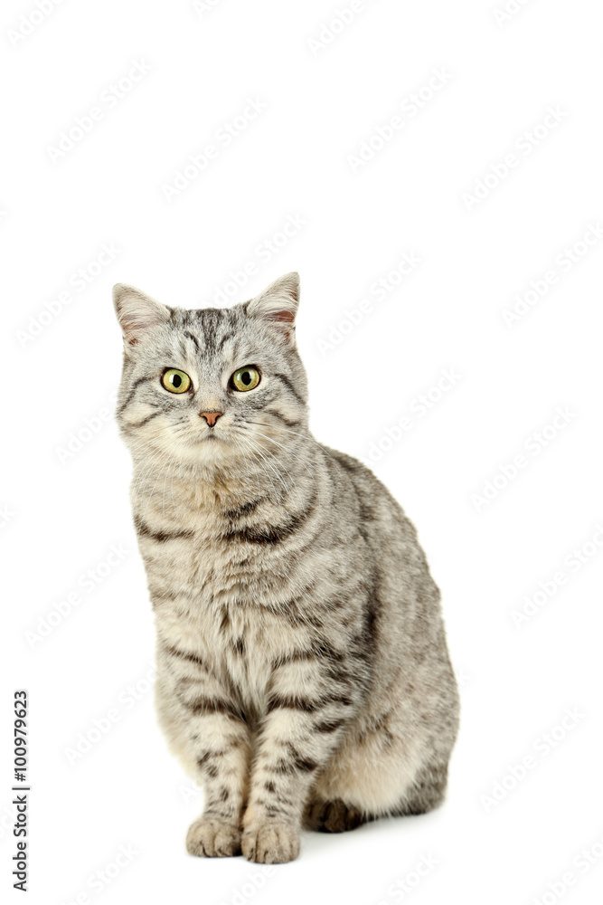Obraz premium Beautiful cat isolated on a white