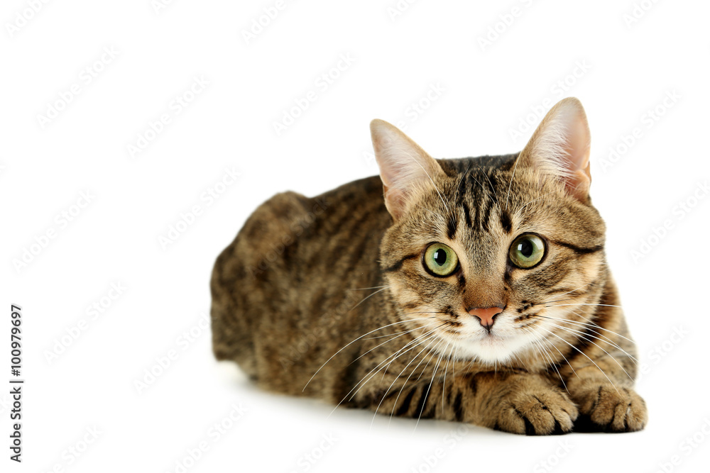 Fototapeta premium Beautiful cat isolated on white