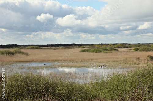 Dünen-Landschaft mit See und badenden Vögeln 