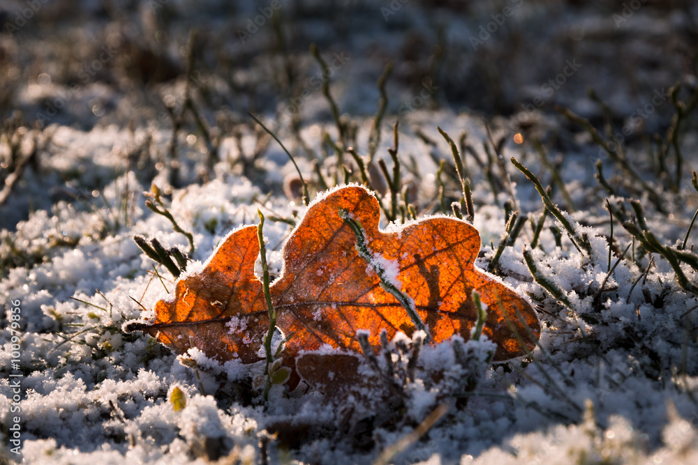 Tree leaf on the ground, covered with frost in the snow. Backlight of the sun. Tree leaf on the ground, covered with frost in the snow. Backlight of the sun.
