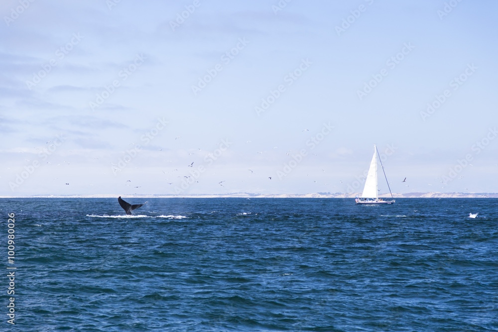 Obraz premium Isolated yacht sailing in the blue Atlantic Ocean near Monterey, California, USA