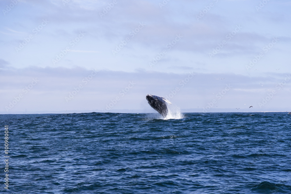 Obraz premium Humpback whale (Megaptera novaeangliae)jumping out of water in Monterey bay, California