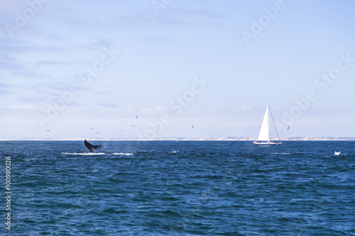Isolated yacht sailing in the blue Atlantic Ocean near Monterey, California, USA