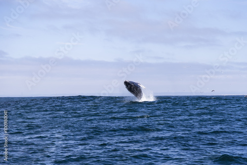 Humpback whale (Megaptera novaeangliae)jumping out of water in Monterey bay, California