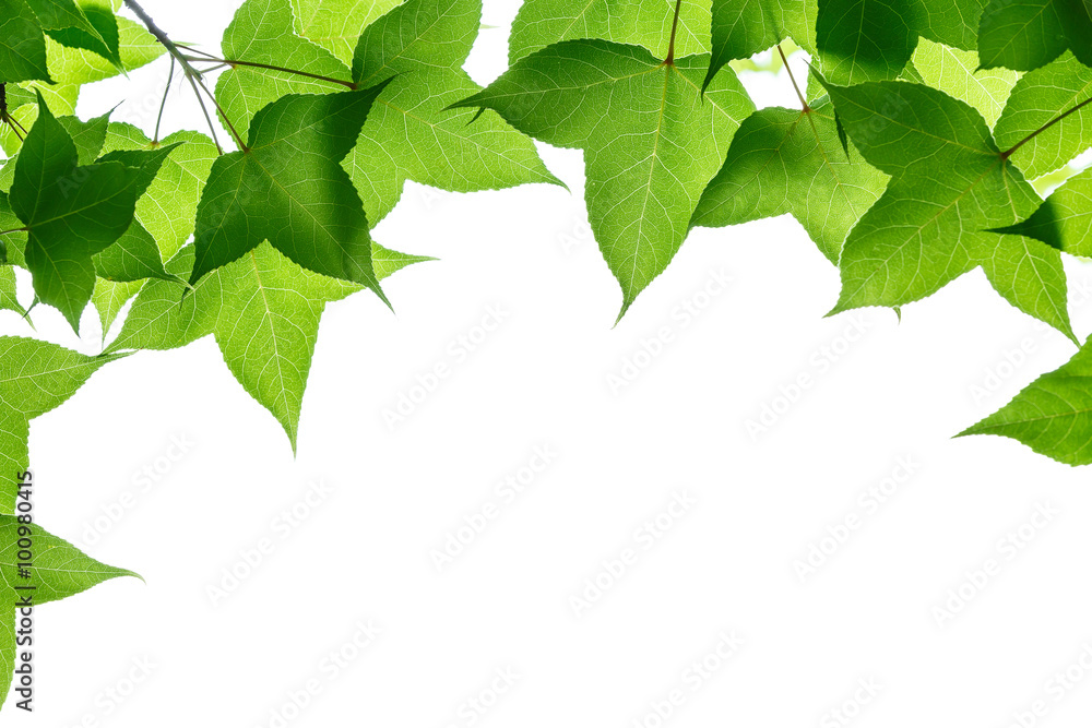 green tree leaves on the white background