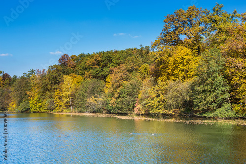 Forest by the side of the lake on a sunny autumn day  with golden color