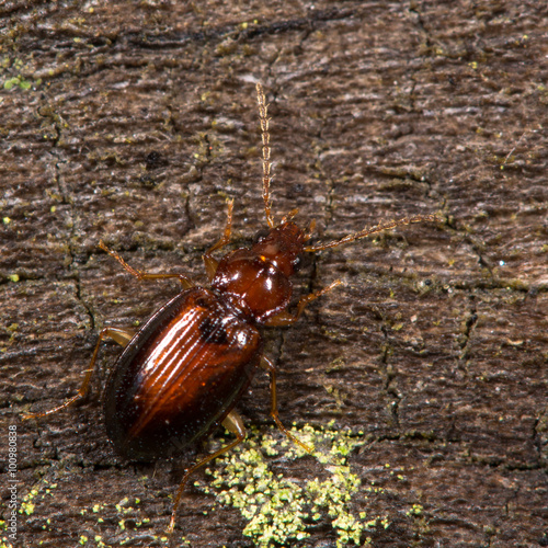 Ocys harpaloides beetle. A fairly small and common ground beetle in the family Carabidae, on dead wood 