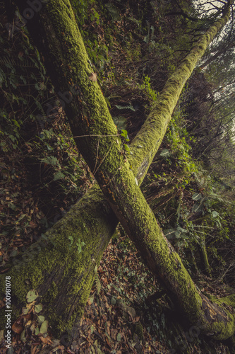 The Forest