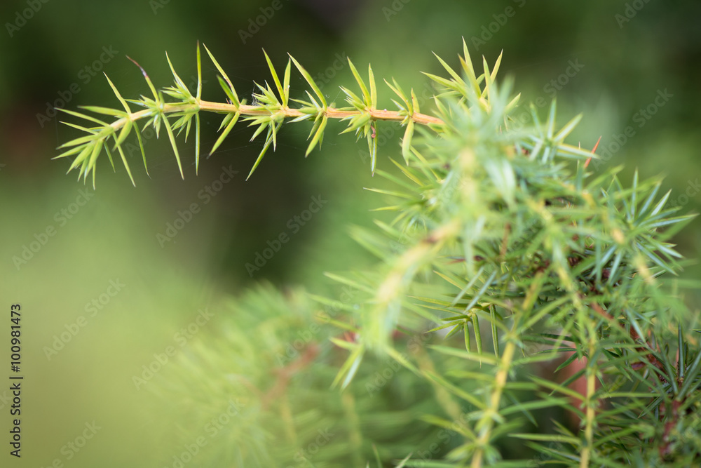 Common juniper (Juniperus communis). Detail of a juniper plant in family Cupressaceae showing needles and stems
Common juniper (Juniperus communis). Detail of a juniper plant in family Cupressaceae showing needles and stems