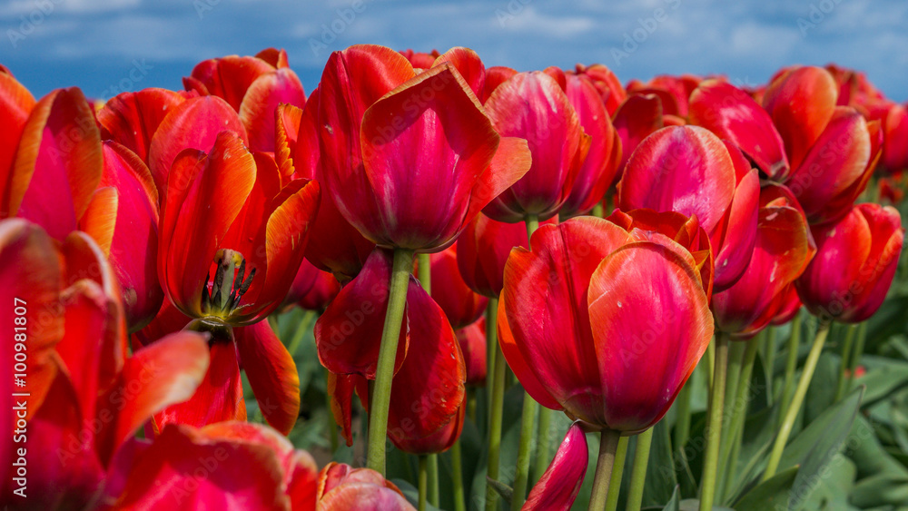 Fototapeta premium Tulips