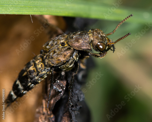 Ontholestes murinus rove beetle. A predatory rove beetle in the family Staphylindae that hunts on and around carrion and dung, this one around rotten mushrooms
 photo