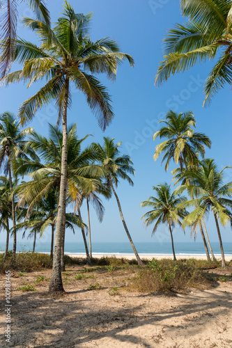 palm grove
