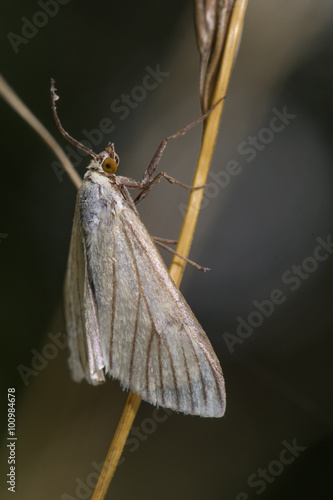 Sitochroa palealis micro moth. A white  micro moth in the family Crambidae, at rest on grass
 photo