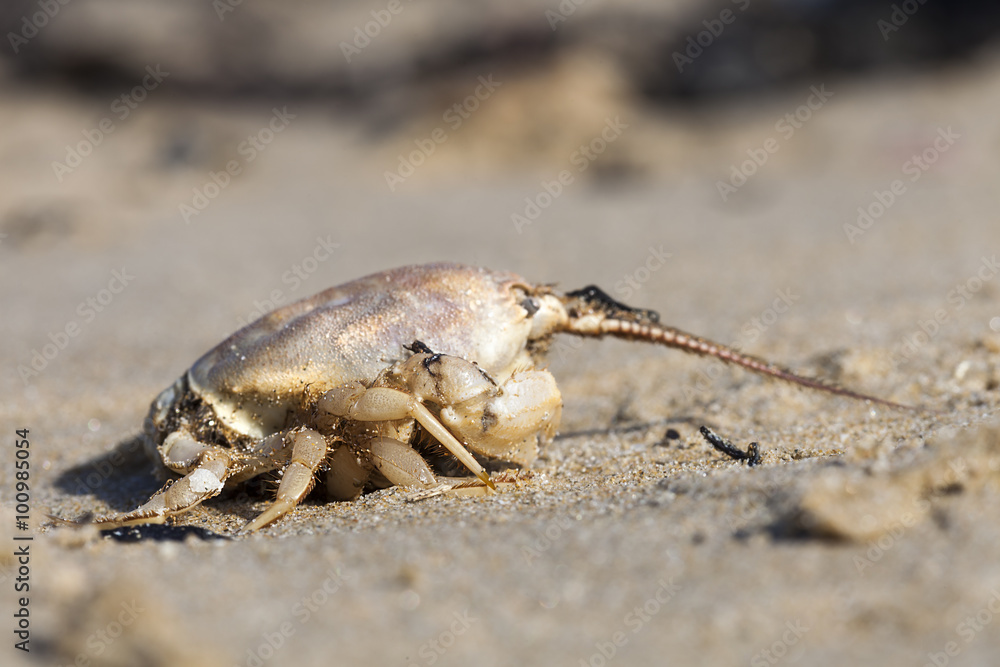 Crab Crab