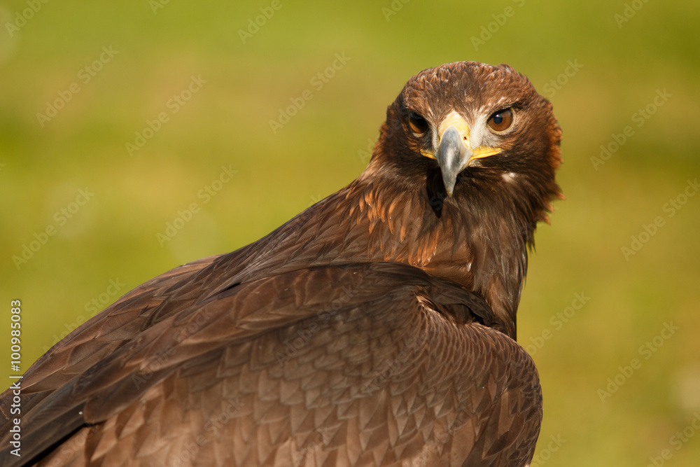 golden eagle golden eagle