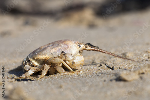 Crab