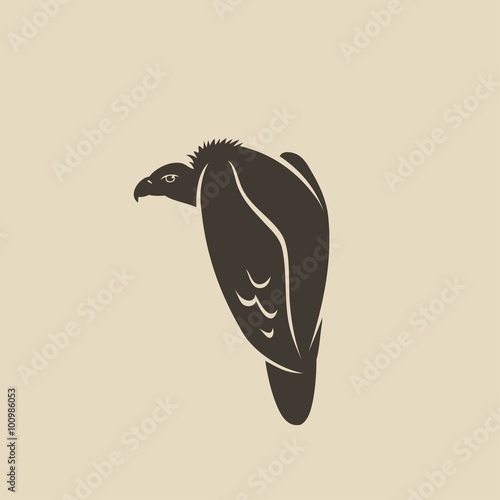 Griffon vulture 
