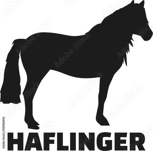 Haflinger horse with name