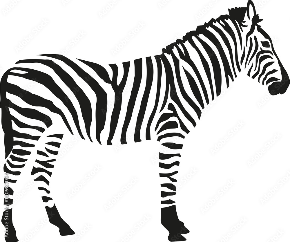 Zebra silhouette isloated on white background - obrazy, fototapety, plakaty 
