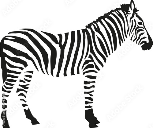 Zebra silhouette isloated on white background photo