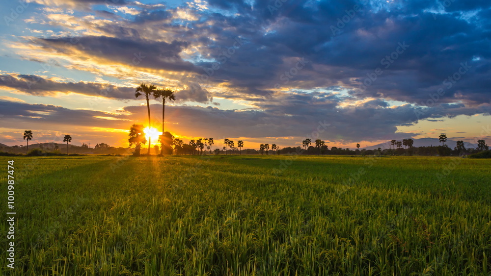 Time Lapse Beautiful Sunset On Rice Farm And Colorful Clouds Moving In Sky Time Lapse Beautiful Sunset On Rice Farm And Colorful Clouds Moving In Sky