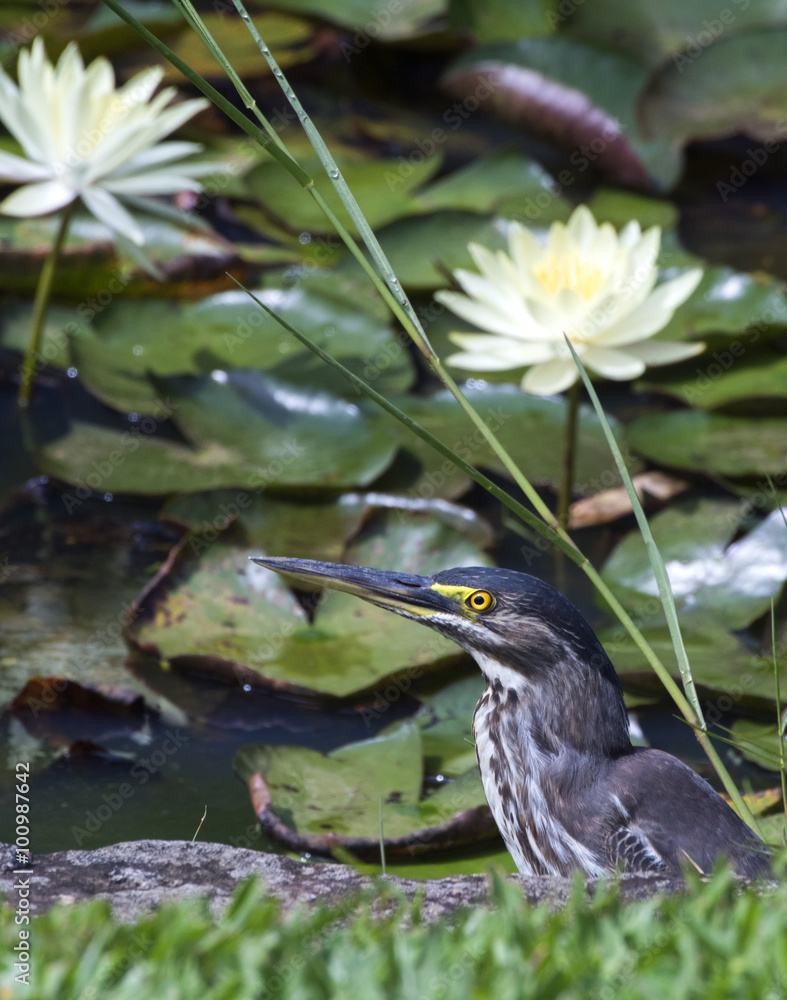 Striated heron or mangrove heron Striated heron or mangrove heron