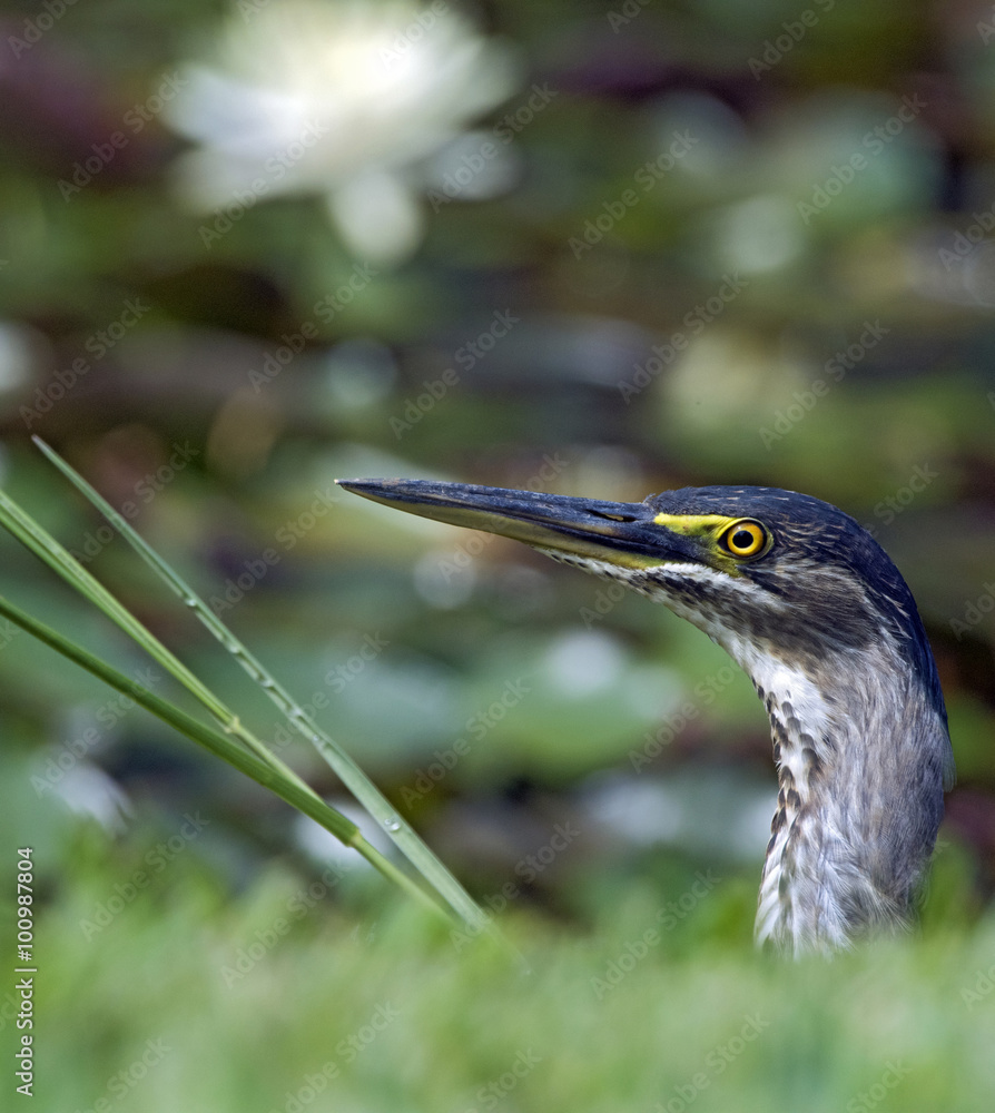Striated heron or mangrove heron Striated heron or mangrove heron