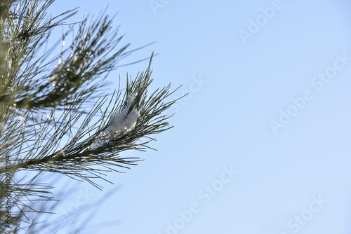 Snow on pine tree