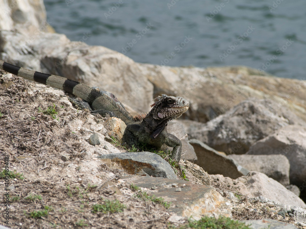 Iguana in the Rocks by the Ocean Iguana in the Rocks by the Ocean