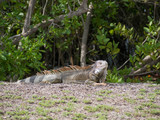 Iguana Sunning near the Beach in St. Croix