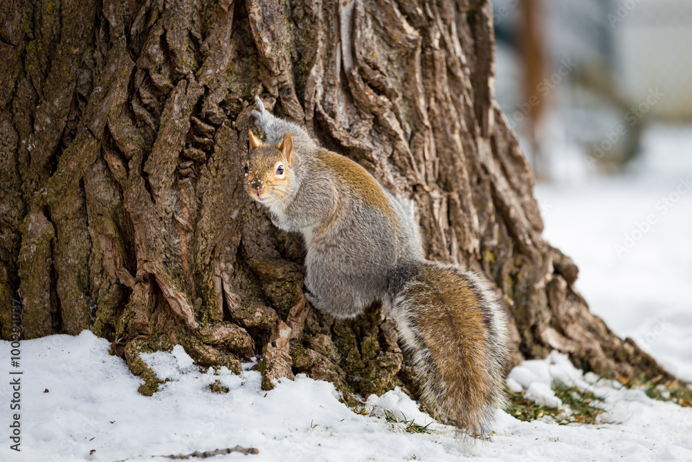 Naklejka premium The eastern gray squirrel has predominantly gray fur, but it can have a brownish color. It has a usual white underside as compared to the typical brownish-orange underside of the fox squirrel.