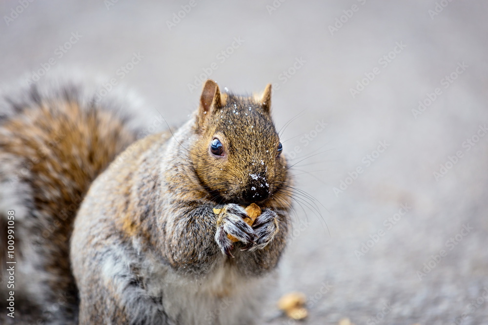 The eastern gray squirrel has predominantly gray fur, but it can have a brownish color. It has a usual white underside as compared to the typical brownish-orange underside of the fox squirrel. The eastern gray squirrel has predominantly gray fur, but it can have a brownish color. It has a usual white underside as compared to the typical brownish-orange underside of the fox squirrel.