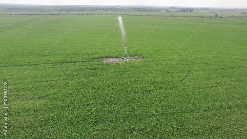 water pumping and working irrigation system over green corn field. Large field of corn with water sprayers and sprinklers. Irrigation of corn using a circular water pump water pumping and working irrigation system over green corn field. Large field of corn with water sprayers and sprinklers. Irrigation of corn using a circular water pump