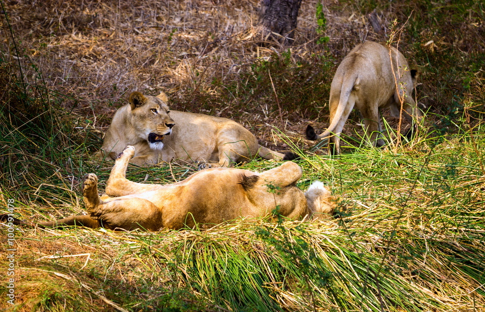 Fototapeta premium Asiatic Lion in a national park in India. These national treasures are now being protected, but due to urban growth they will never be able to roam India as they used to. 