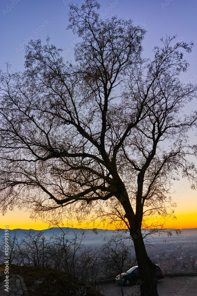 The tree silhouette In the evening, Dzhendem tepe hill, city of Plovdiv, Bulgaria The tree silhouette In the evening, Dzhendem tepe hill, city of Plovdiv, Bulgaria