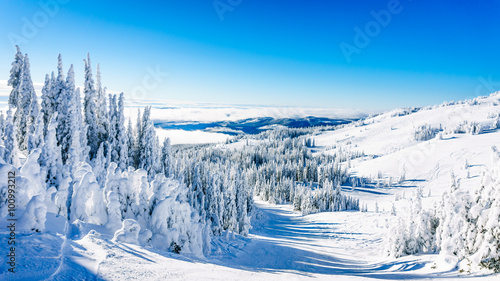 Trees fully covered in snow and ice in the high alpine mountains near the village of Sun Peaks in the Shuswap Highlands of central British Columbia, Canada